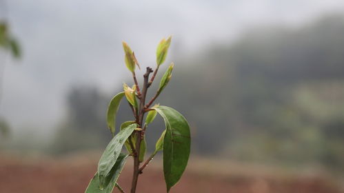 油茶树的种植前景(油茶树种植条件) 20240508更新