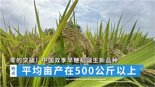 石菖蒲亩产多少公斤(未来10大暴利药材种植) 20240606更新