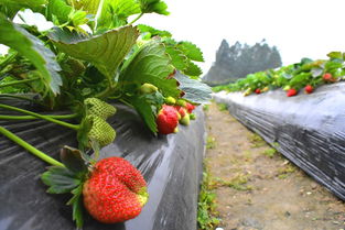 奶油草莓种植时间和方法(露天草莓最佳移栽时间) 20240621更新