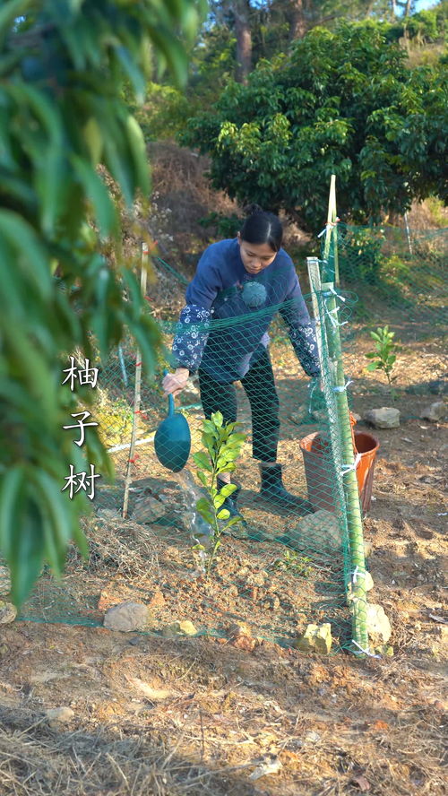 幸福树浇水多了的症状(幸福树叶子干巴巴的是怎么回事?) 20240703更新