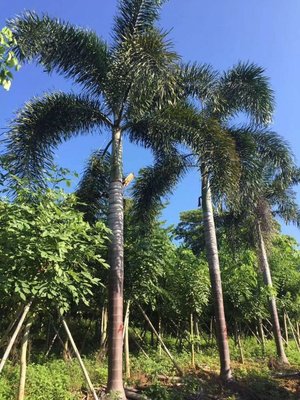 大王椰子树耐寒几度(大王椰子树最低温度)