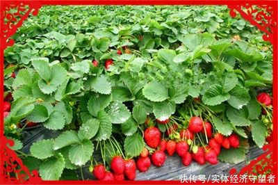 草莓什么季节种植(草莓什么季节种植合适)