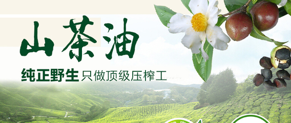 顶级山茶花图片(名贵山茶花品种介绍)