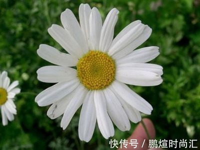 家里养什么植物驱蚊子(家里养什么植物可以驱蚊子)