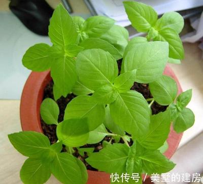 蚊子的克星是什么植物(克蚊子的东西)