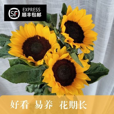 向日葵鲜花怎么养时间比较久(向日葵鲜花怎么保持时间长一点)