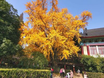 丹桂飘香是什么季节的景象(丹桂飘香是什么季节的特点)